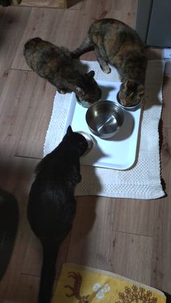 我が家の猫の事④の記事動画