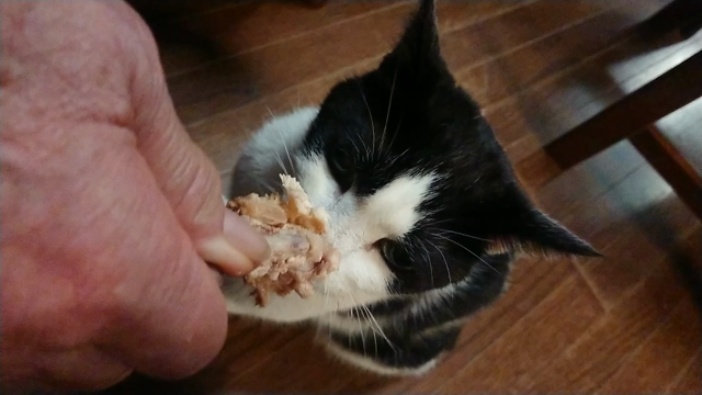 今日はフライドチキンの日の記事動画