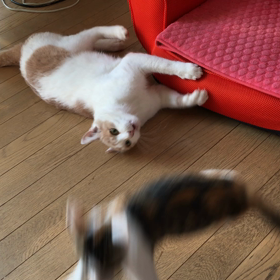 やっとちぃちゃんとトマ美の絡みが、撮れましたの画像