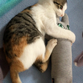 お転婆トマ美と、ちぃちゃんの画像
