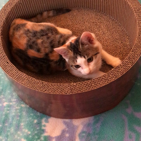 お兄ちゃんー、早く入って入って！の画像