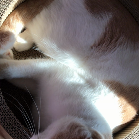 ちぃちゃんの画像