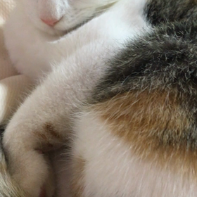 最近のトマ美です。の画像