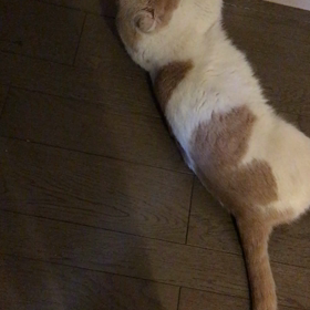 ジャレあいの画像