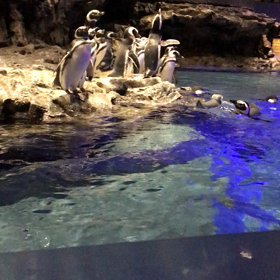 すみだ水族館☆ペンギンの鳴き声の画像