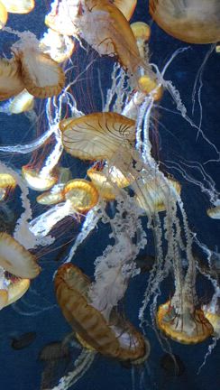 新江ノ島水族館にいってきた！の記事動画