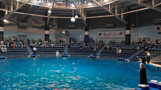 海と島と魚の夢の記事動画
