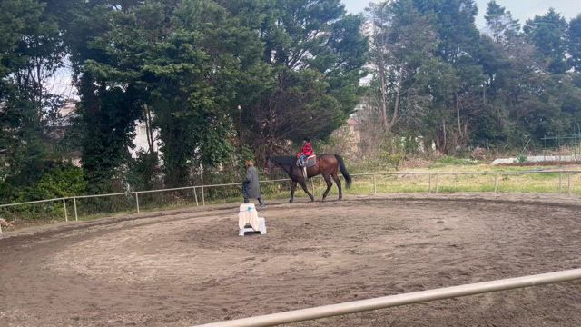スポーツ系習い事は？悩ましい馬術。の記事動画