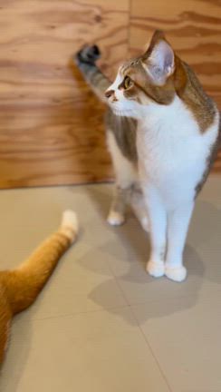 不寛容のすすめ　猫のような生き方をまねようの記事動画