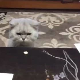 実家のにゃん②の画 像