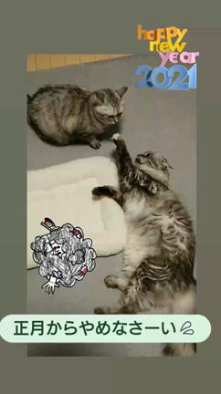 逃げ恥&猫ベッドの記事動画