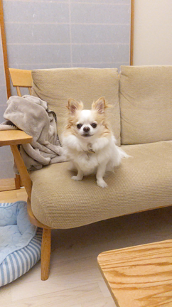 愛犬にまで心配されてますが心はいたって元気です（笑）の記事動画