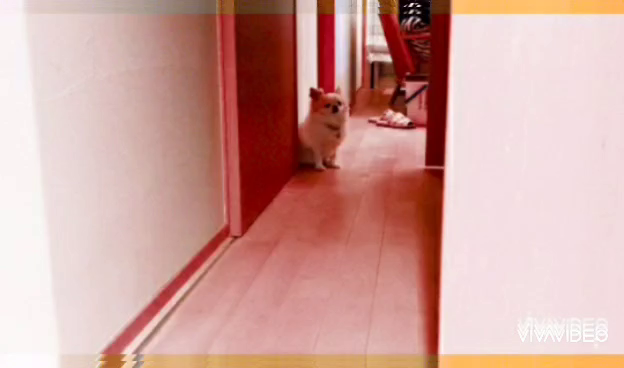 『言葉の森』の記事動画