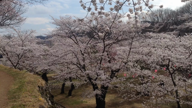 大河ドラマ「真田丸」にも登場　東京より一足遅い桜を堪能できる小諸城址公園　2015春の記事動画