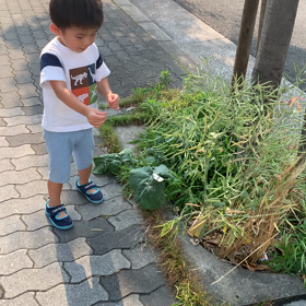 モンシロチョウを追いかけるの画像