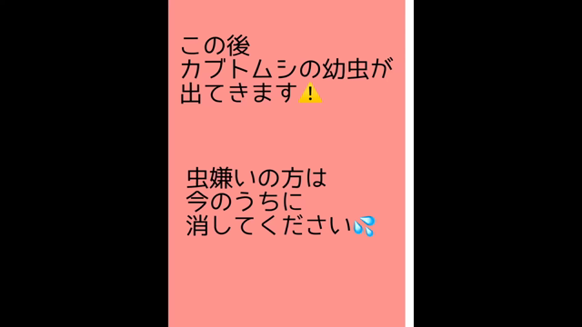 プリキュアちゃんの腹筋！？の記事動画