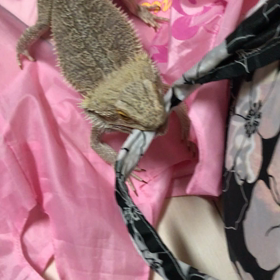 暴れん坊の画像