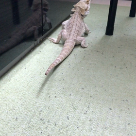 今日のガブさんの画像