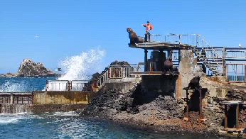 春の小樽旅＊おたる水族館の記事動画