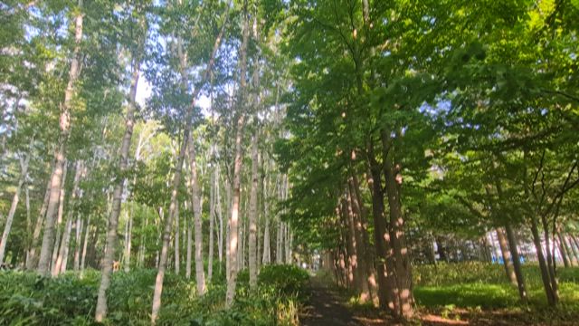 kissa kondoと豊平公園の記事動画