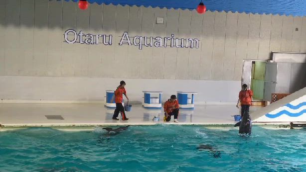 春の小樽旅＊おたる水族館の記事動画
