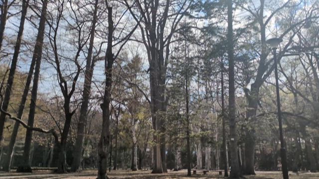 円山公園と中島公園の記事動画