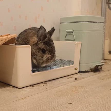 うさぎホテルのお客様たちの記事動画