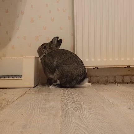 うさぎホテルのお客様たちの記事動画