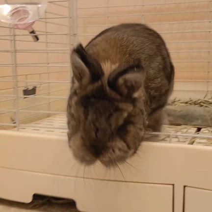 部屋んぽではの記事動画
