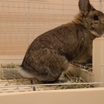 部屋んぽではの記事動画