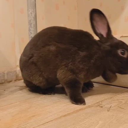 うさぎホテルのお客様たちの記事動画