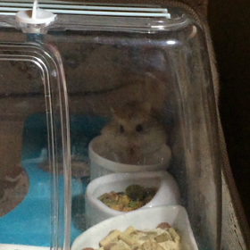 お食事中なちょびちゃんの画像