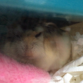 ちょびちゃんお顔が〜の画像