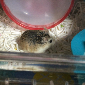 ご機嫌なのかなぁ？ちょびちゃんの画像