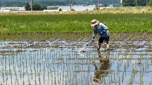 我が畑にキジの親子が！＆またまた神様に繋がる田んぼの草取りの記事動画
