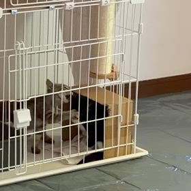 ルカは恐怖のかたまり、捕まった時のトラウマがすごいんだと！の画像