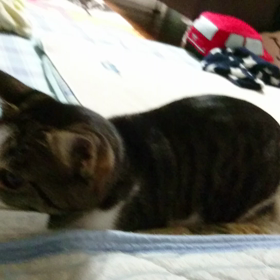 ツチネコの画像