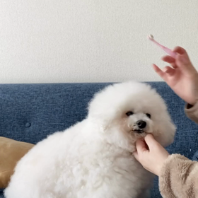 歯磨きじょうずだよの画像