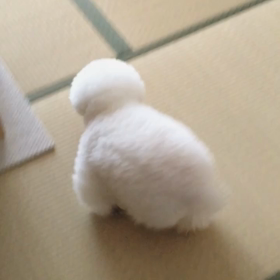 単純なアーニーさんの画像