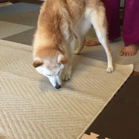 ヒカルが歩いた2の画像