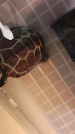 おしりフリフリの記事動画