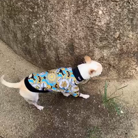 お散歩の画像