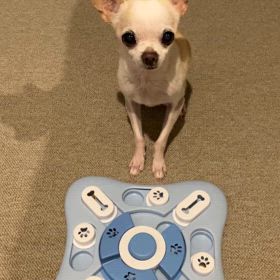 犬の知育玩具の画像