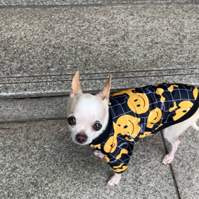 お散歩の画像