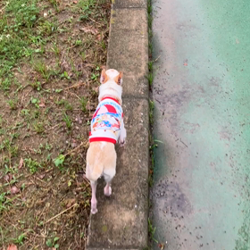 お散歩の画像