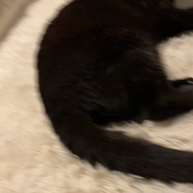 猫の咳だそうですの画像