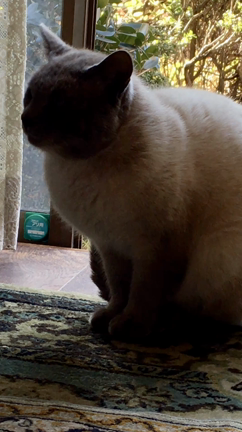 にゃんcame into my houseの記事動画