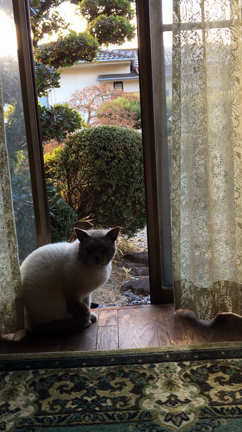 にゃんcame into my houseの記事動画