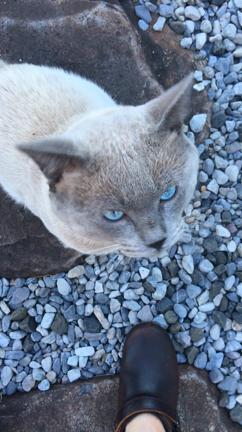 庭の猫の記事動画