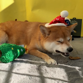 柴犬のあかり　メリークリスマスの画像